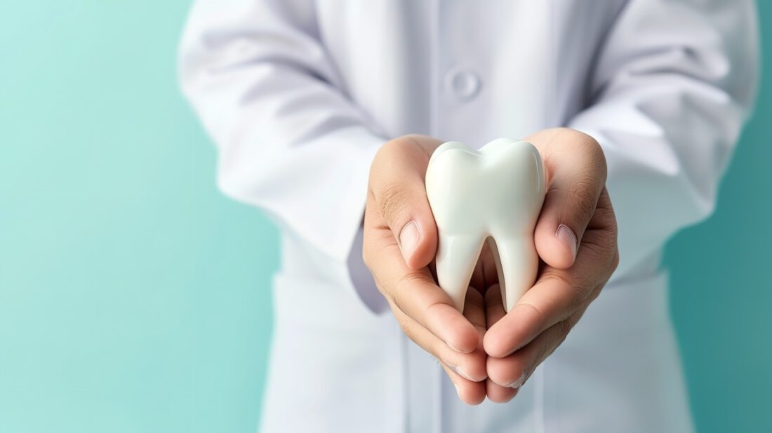 Modelo de diente con raíz para odontología general
